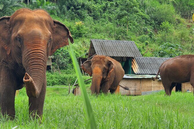 Half-Day Elephant Experience at Rantong - Engaging Introduction