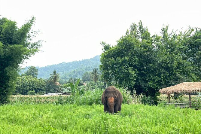 Half-Day Elephant Experience at Rantong - Who Will Love This Tour?
