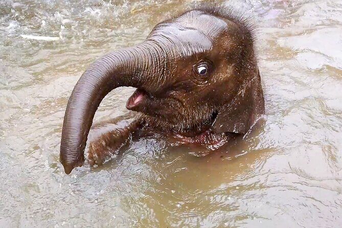 Half Day: Elephant Village Sanctuary - Key Points