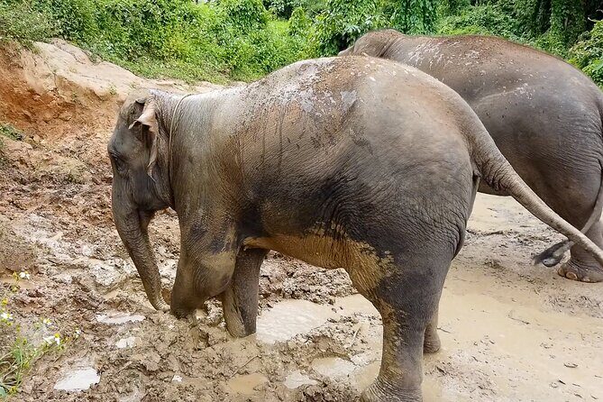 Half Day: Elephant Village Sanctuary - An Honest Look at the Elephant Village Sanctuary Tour