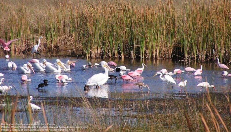 Half-Day Everglades Airboat Tours and Transportation - A Closer Look at the Experience
