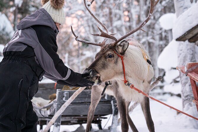 Half-Day Experience in Local reindeer farm in Lapland - FAQ