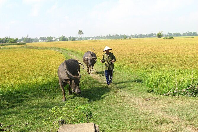 Half-day Farm To Table Adventure In Tra Que Village - An In-Depth Look at the Tra Que Farm To Table Tour