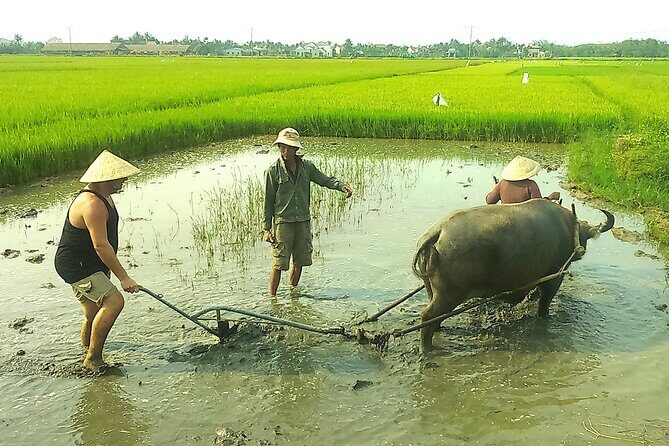 Half-day Farming life with wet rice from Hoi An - Exploring Vietnam’s Farming Traditions: A Deep Dive into the Half-day Wet Rice Tour from Hoi An