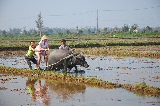 Half-day Farming life with wet rice from Hoi An - An In-Depth Look at the Wet Rice Farming Tour from Hoi An