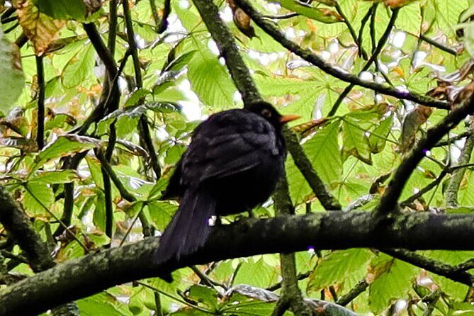 Half-day Forest Bathing and Yoga in Brighton's Woodlands - Frequently Asked Questions