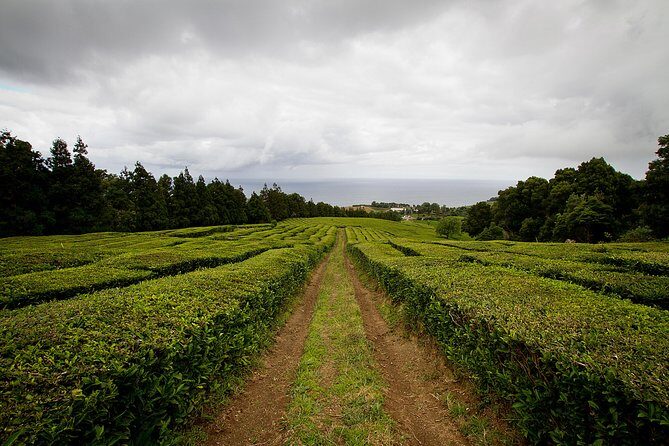 Half day Gorreana - Pedestrian Walk and Tea Tasting (Min. 2 persons) - An In-Depth Look at the Tour Experience