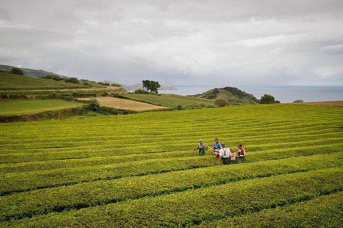 Half day Gorreana - Pedestrian Walk and Tea Tasting (Min. 2 persons) - Who Should Book This?