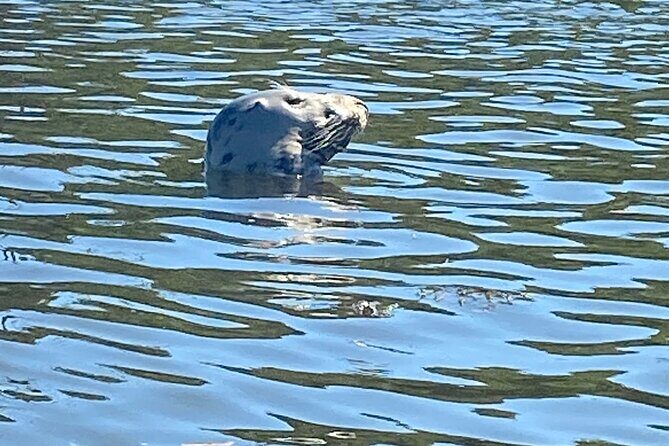 Half Day Guided Canoe Trip in Totnes - Who Should Consider This Trip?