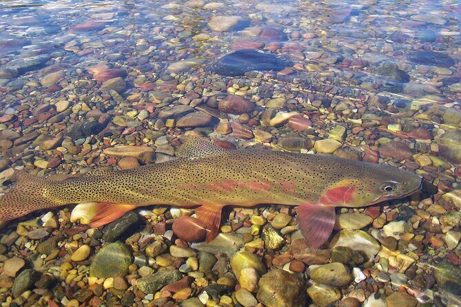 Half-Day Guided Fly Fishing Trip from Jackson Hole - Frequently Asked Questions