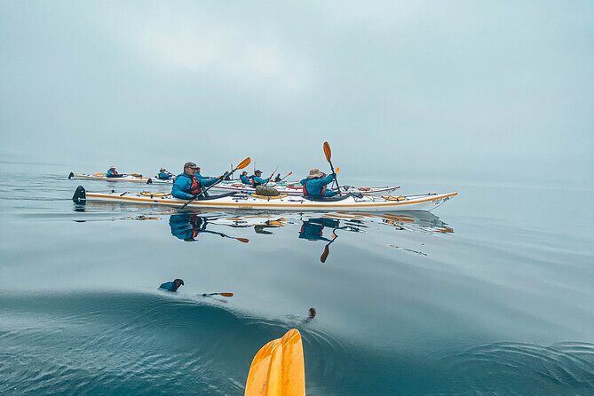 Half-Day Guided Sea Kayaking Adventure in Telegraph Cove - The Experience in Detail: What to Expect