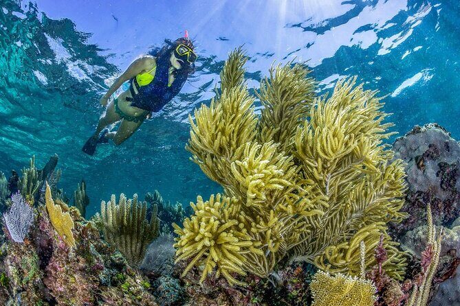 Half Day Guided Snorkeling Adventure in Puerto Morelos - A Detailed Look at the Snorkeling Experience