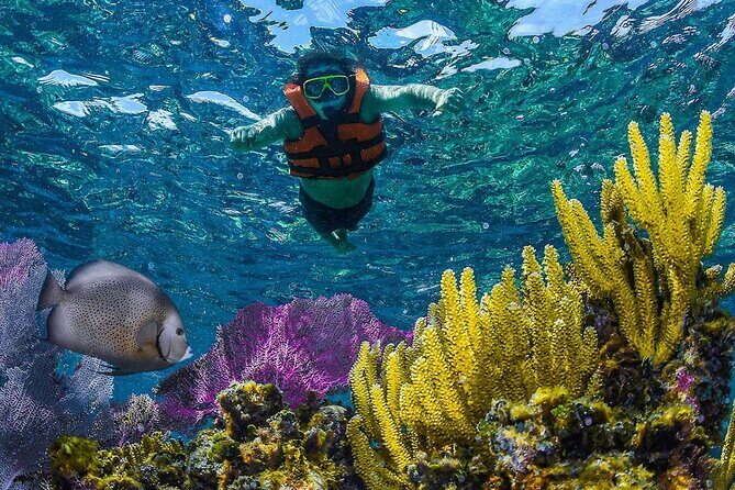 Half Day Guided Snorkeling Adventure in Puerto Morelos - The Value Proposition