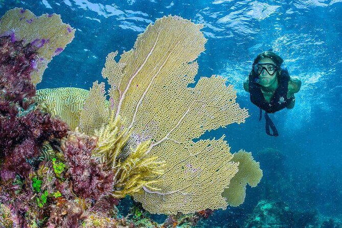 Half Day Guided Snorkeling Adventure in Puerto Morelos - FAQ