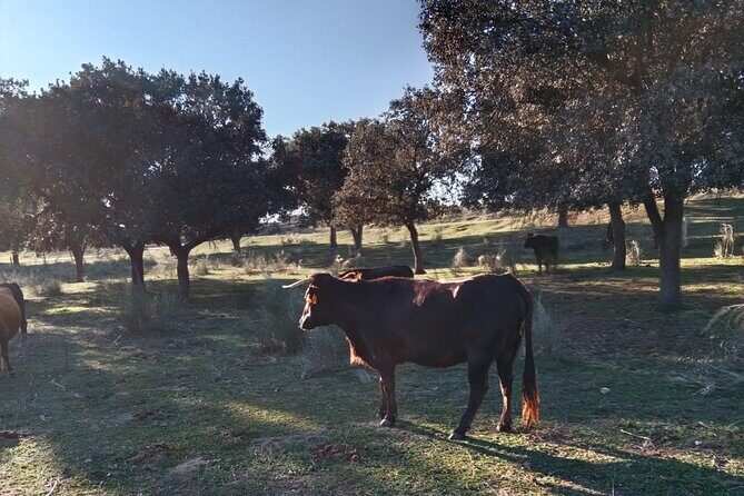 Half-Day Guided Tour to a bull farm in Madrid - The Value of This Experience