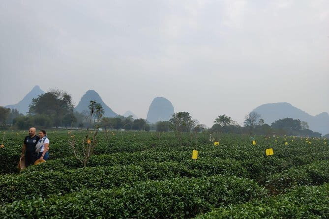 Half-Day Guilin City Tour: Reed Flute Cave and Elephant hill and Tea Plantation - Key Points