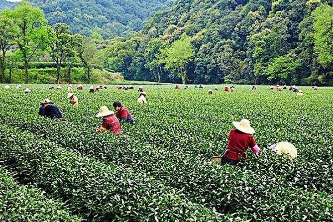 Half-Day Hangzhou Nature Explore with Green Tea Village and Yunxi Bamboo Forest - Key Points