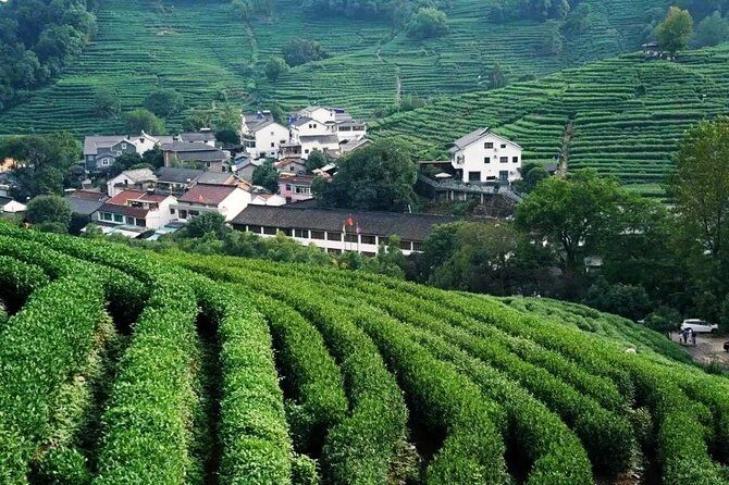 Half-Day Hangzhou Nature Explore with Green Tea Village and Yunxi Bamboo Forest - Who Will Appreciate This Experience?