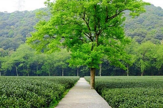 Half-Day Hangzhou Nature Explore with Green Tea Village and Yunxi Bamboo Forest - Frequently Asked Questions