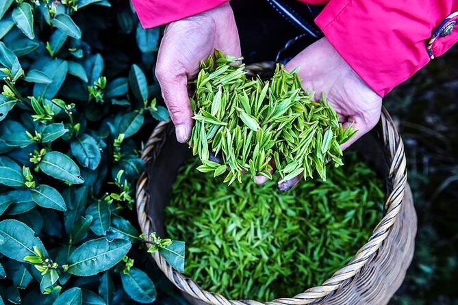 Half-Day Hangzhou Private Tour with Green Tea Village and Lingyin Temple - What Travelers Say About the Experience