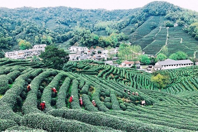 Half-Day Hangzhou Private Tour with Green Tea Village and Lingyin Temple - Frequently Asked Questions