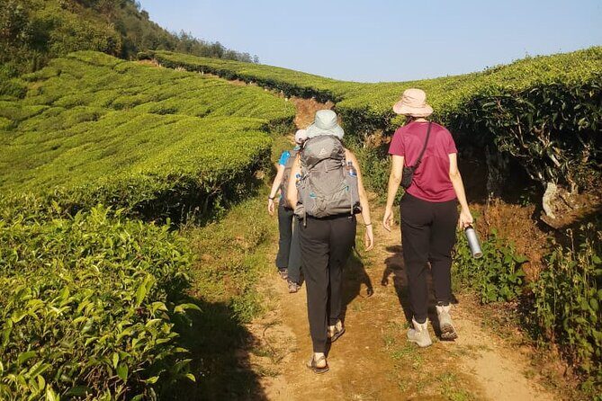 Half Day Hiking in Munnar Trekking Tour - Who Should Book This Tour?