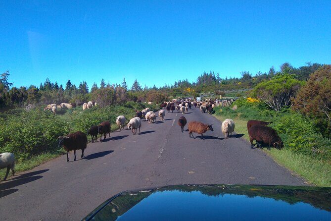 Half Day Jeep Safari Tour at Pico Areeiro and Santo da Serra - Final Thoughts: Who Will Love This Tour?