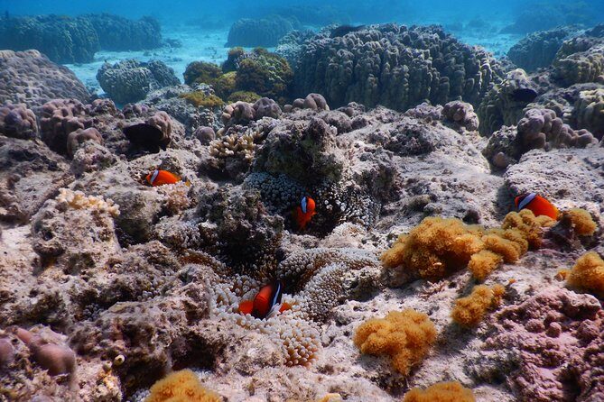 Half-day kayak tour on the Kerama Islands and Zamami Island - FAQ