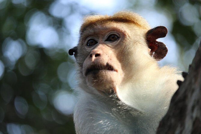 Half-Day Kumana National Park Private Safari with Pickup - An In-Depth Look at the Half-Day Kumana National Park Private Safari