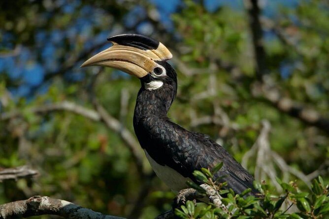 Half-Day Kumana National Park Private Safari with Pickup - Key Points