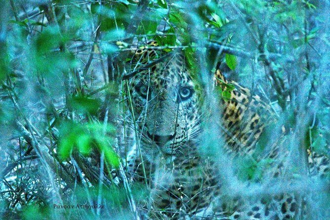 Half-Day Kumana National Park Private Safari with Pickup - The Value of a Private Safari