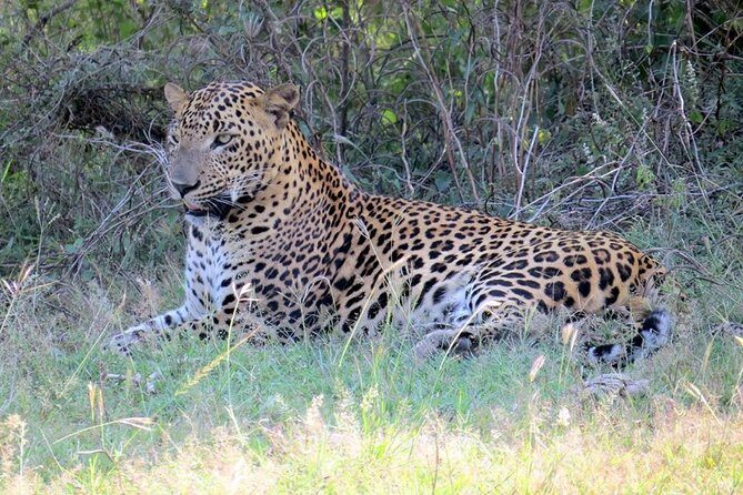 Half-Day Kumana National Park Private Safari with Pickup - Real Experiences from Travelers