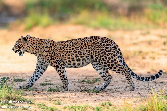 Half-Day Kumana National Park Private Safari with Pickup - Who Will Love This Tour?