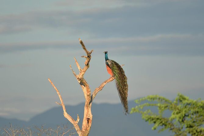 Half-Day Kumana National Park Private Safari with Pickup - Practical Tips for Booking and Enjoying Your Safari