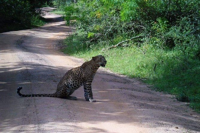 Half-Day Kumana National Park Private Safari with Pickup - The Sum Up