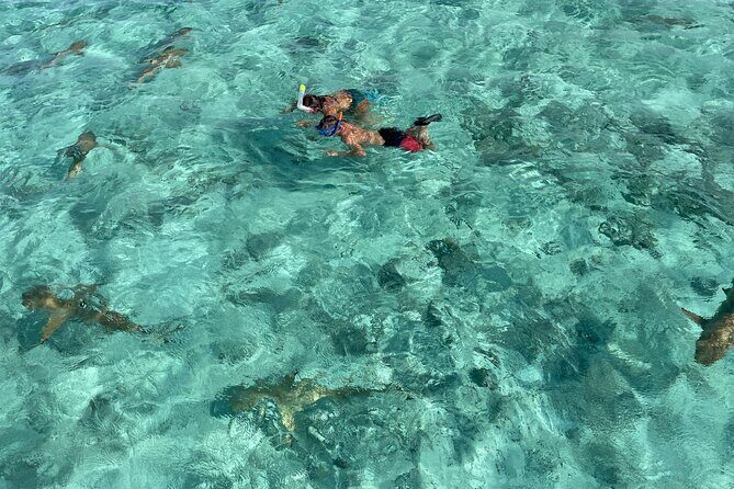 Half day lagoon safari tour in Bora Bora- Shared tour - Key Points