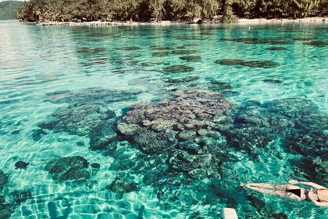 Half day lagoon safari tour in Bora Bora- Shared tour - The Bottom Line