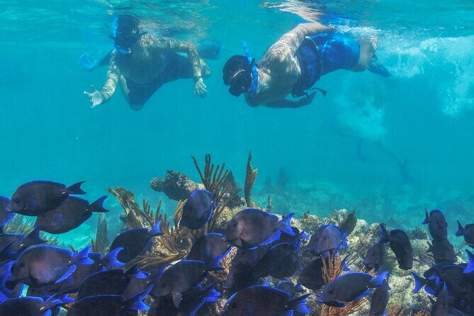 Half-Day Luxury Sailing Experience in Tulum with Open Bar - The Sum Up