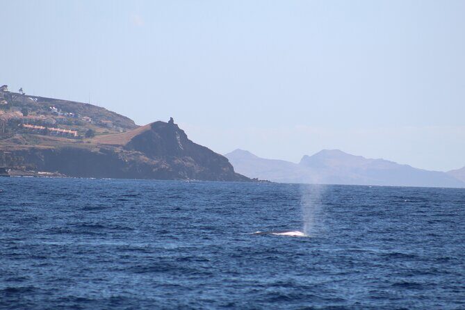 Half Day Madeira Island Cruise with Lunch - Key Points