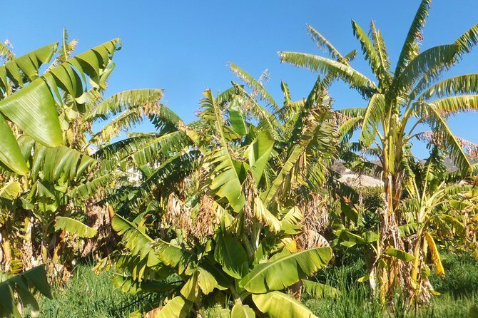 Half-Day Malaga Small-Group Hiking and Snorkeling Tour - The Sum Up