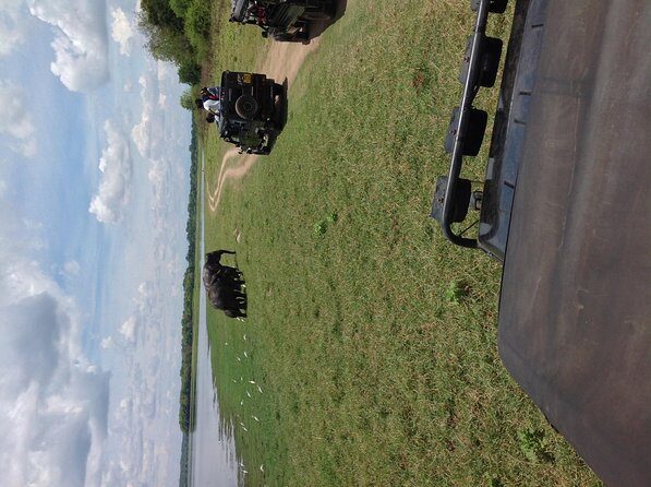 Half Day - Minneriya National Park Safari Tour From Habarana/Sigiriya - Key Points