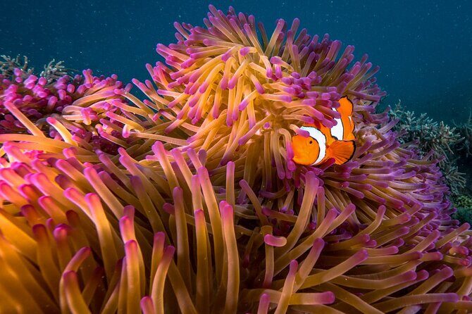 Half Day Morning Adventure - Fitzroy Island Return Ferry Included - Practical Tips for Your Trip