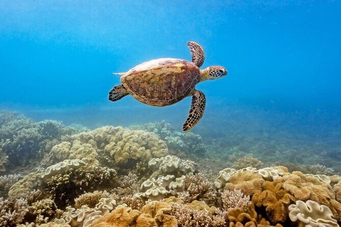 Half Day Morning Adventure - Fitzroy Island Return Ferry Included - Frequently Asked Questions