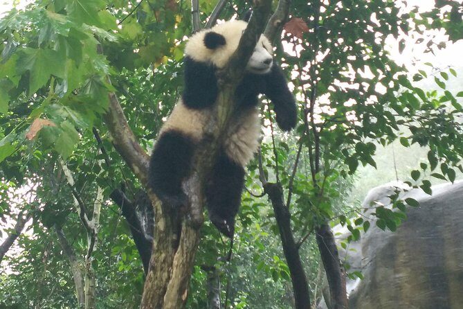 Half Day Morning Trip of Chengdu Giant Pandas - The Benefits of a Private Tour in Chengdu