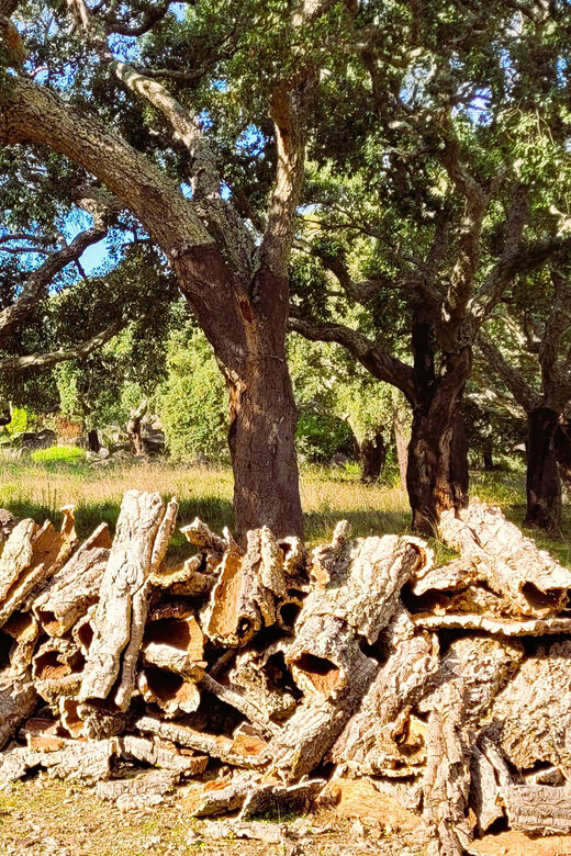 Half-Day Mountain Jeep Safari with firewater tasting - FAQ