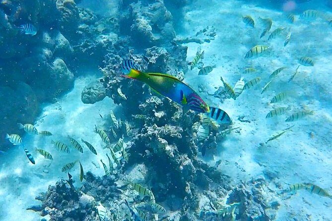 Half-Day Muri Lagoon BBQ Lunch Cruise including Snorkeling - Exploring the Tour: What to Expect from Start to Finish