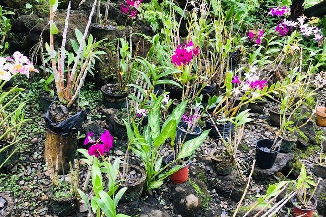 Half Day Nadi Sightseeing & Mud Pool Tour - FAQ