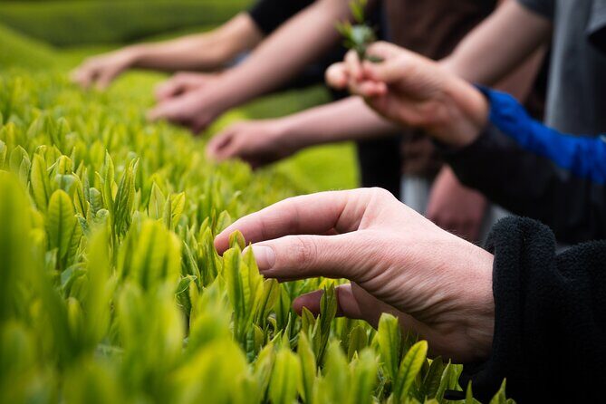 Half Day Nara and Matcha Farm Private Van Tour - Key Points