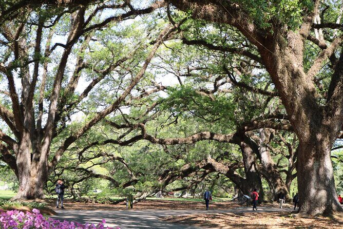 Half-Day Oak Alley Plantation Tour in Vacherie - Key Points