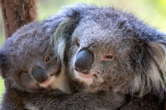 Half-Day or Full-Day Tour with Private Guide from Melbourne - An In-Depth Look at the Tour Itinerary